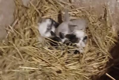 Proprietar, vand casa in comuna Redea, Jud Olt - 3