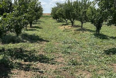 Casă cu 2 camere cu Teren 1440 Mp în Exterior Vest - 4