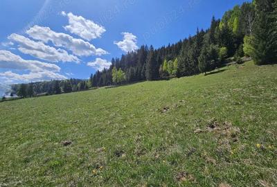 Teren de vanzare in Bucovina zona Pojorata pe Transrarau - 4