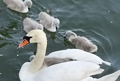 EXCLUSIVITATE! VILA UNICAT D+P+1 ZONA MAMAIA-SAT - 15