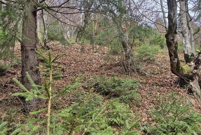 Parcela urbanizabila spectaculoasa,4.600 mp, priveliste emblematica:Piatra Craiu - 3