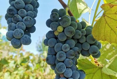 Cosereni, Ialomita - 15