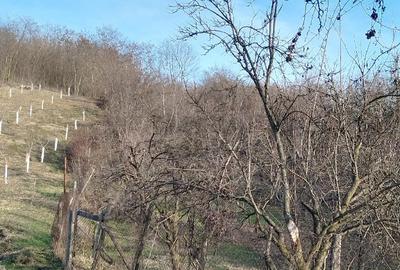 Teren de inchiriat pentru activitati apicole 1800mp - 3