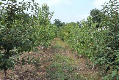 Casă cu Teren 220 Mp în Olăreni - 6