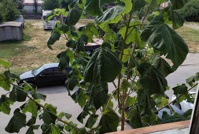 Apartament cu 4 camere decomandat în Central - 2