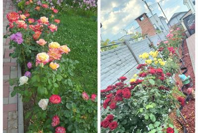 Casă cu 4 camere în Albești - 2