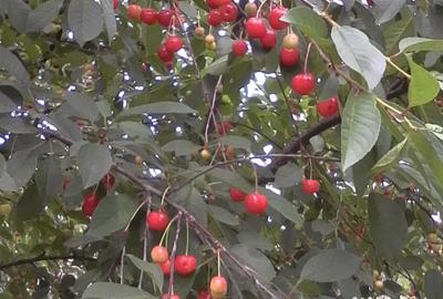 Casă cu 4 camere în Central - 3