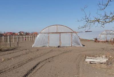 Casă cu Teren 3839 Mp în Borș - 3