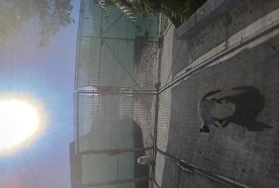 Vand casu?a urgent citi?i bine anuntul - 5