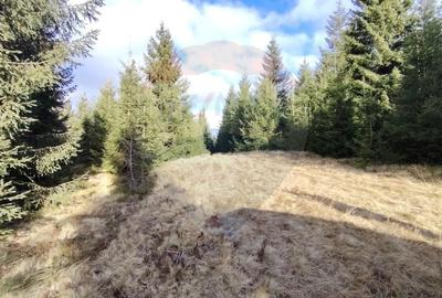 Teren 17,895mp Dorna-Arini / Prelungirea Cozanesti - 5