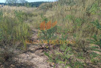 Teren cu autorizatie si proiect de construire, utilitati, Smeura - 9