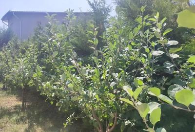 Casă cu 5 Camere | Locuinta sau Birouri | Gradina cu Pomi Fructiferi - 4