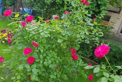 Vila cu arhitectura si intimitate Cismigiu - 3