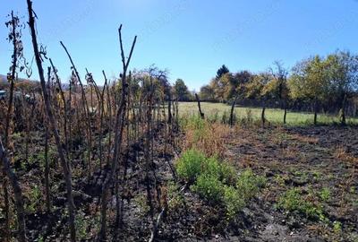 TEREN INTRAVILAN ?I EXTRAVILAN POLOVRAGI-RACOVI?A - 3