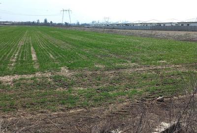 Spațiu comercial, în Domnești - 7