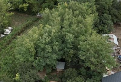 Casă cu Teren 1100 Mp în Fierbinții de Jos - 2