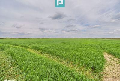 Teren de 19900 mp, în Moșnița Nouă - 2