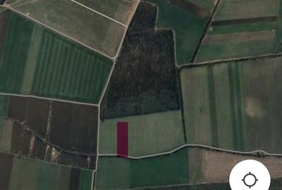 Teren de 7300 mp, în Dascălu - 2