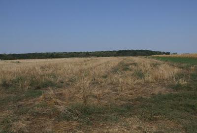 Clinceni-Ordoreanu intre padurea Teghes si Ordoreanu - 2
