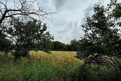 Casa de patrimoniu rural, sfar?it secol XIX Otelec - 10