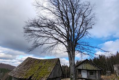 19,5 Ha  TEREN PEISAJ PANORAMIC SPECTACULOS zona turistica montana BULZ -  BIHOR - 42