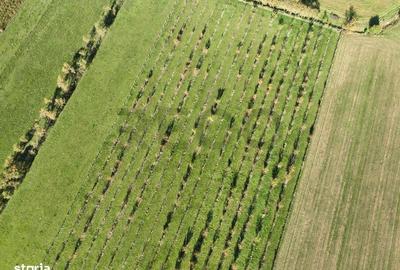 Spațiu comercial, în Aușeu - 5