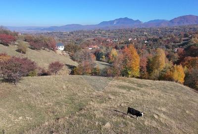 Teren 3,500mp Bran / Strada Bradul Inalt - 5