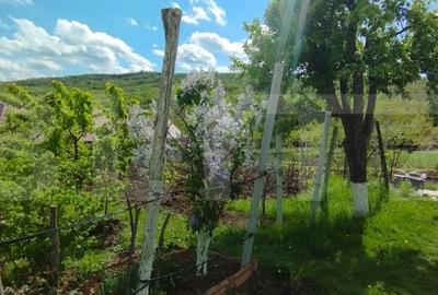 Casa+ casa vacanta, 2200 mp livada, Schitu-Duca - 2