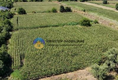 Teren intravilan 3866 mp Dumbrava Rosie - 13