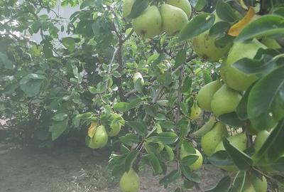 Casă cu 7 camere cu Teren 2745 Mp în Central - 4