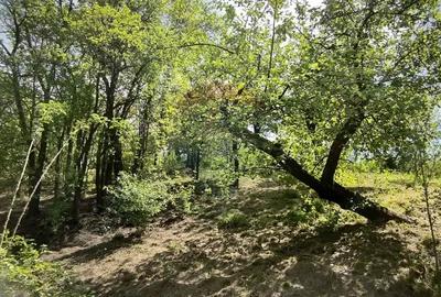 Teren de 3269 mp, în Slimnic - 5