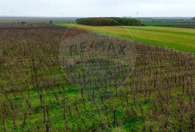 Proprietate specială, de 430,000 mp, în Adunații-Copăceni - 11