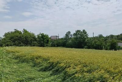 Teren Intravilan Tancabesti 3139mp I Utilitati I Snagov - 5
