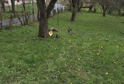 Spațiu comercial, în Berbești - 1