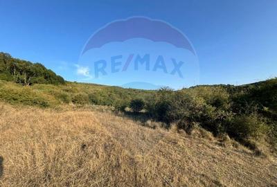 Teren cu parau | 50,000 mp | zona Caianu-Vama | la liziera padurii - 2