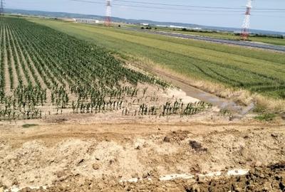 Teren Oarja de 8 400 mp, langa Pasarela A1, 5,5 euro/mp la Pretul 46 200 Euro. - 2