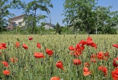 Teren Construcții intravilan de 420 mp, în Sud-Vest - 1