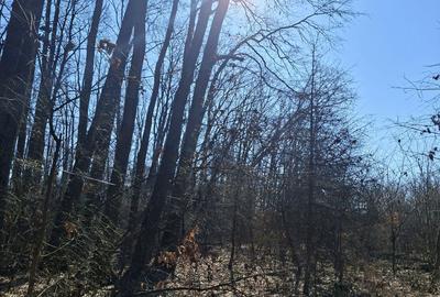 Teren de 2000 mp, în Petrești - 3