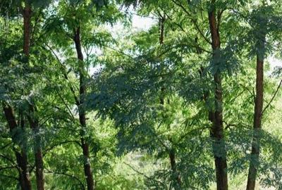 Casă cu 3 camere în Poiana Brașov - 6