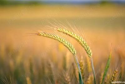 Vand teren arabil 20 ha Stalpu jud. Buzau - 1