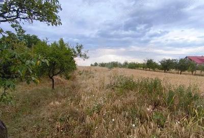 Teren de 10000 mp, în Păulești - 6