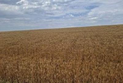 Teren Extravilan Pribesti, ID: R2774827 - 1