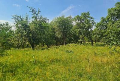 Teren de 12922 mp, în Loamneș - 2