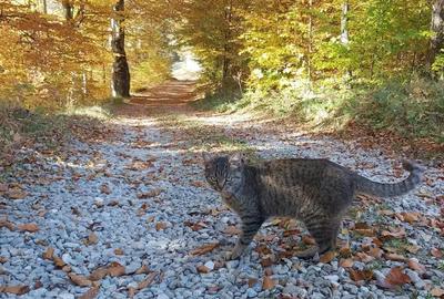 Teren de 1266 mp, în Cheile Râșnoavei - 13