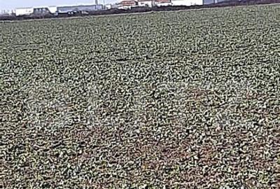 Teren de 26600 mp, în Aeroport - 6