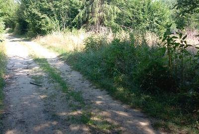 Teren intravilan in Sibiu Porumbacu de Sus - 3