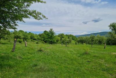 Spațiu comercial, în Stâlpeni - 12