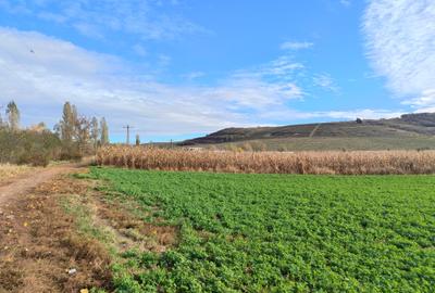 Teren de vânzare - Viile Sibiului, Sibiu, 5000 m² - 2