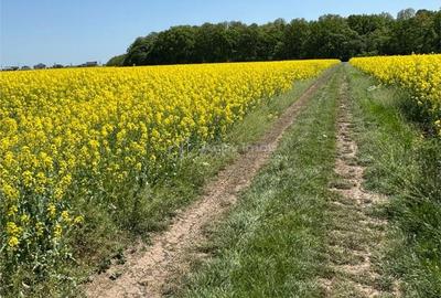 Teren de 13500 mp, în Dascălu - 1