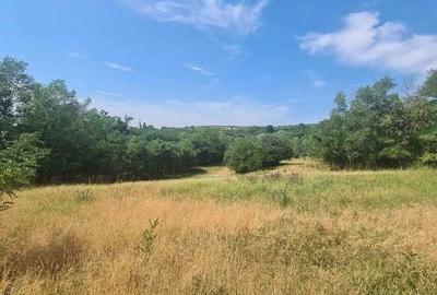 Teren de 12922 mp, în Loamneș - 1